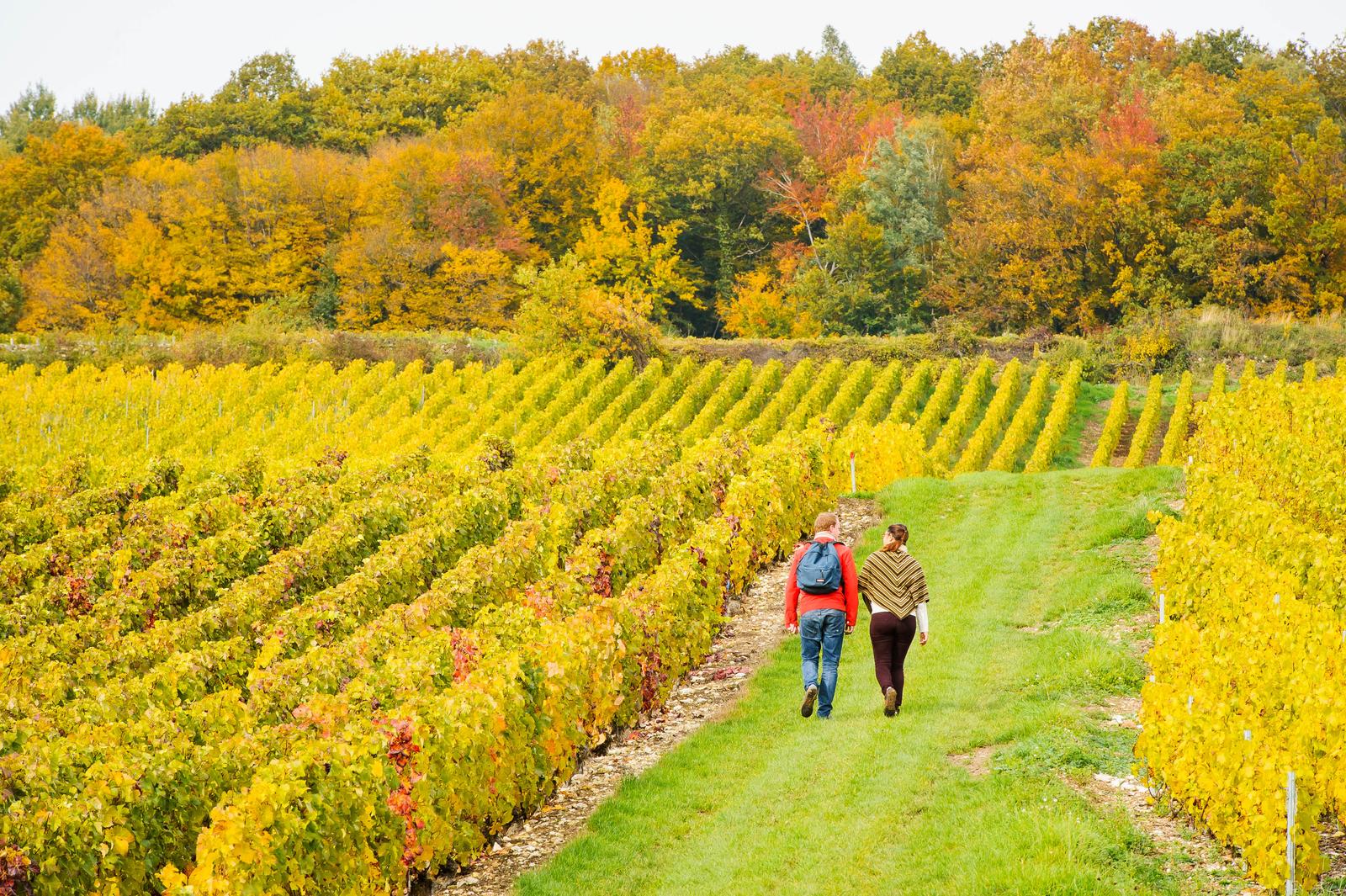 Essômes-sur-Marne : vignobles 05