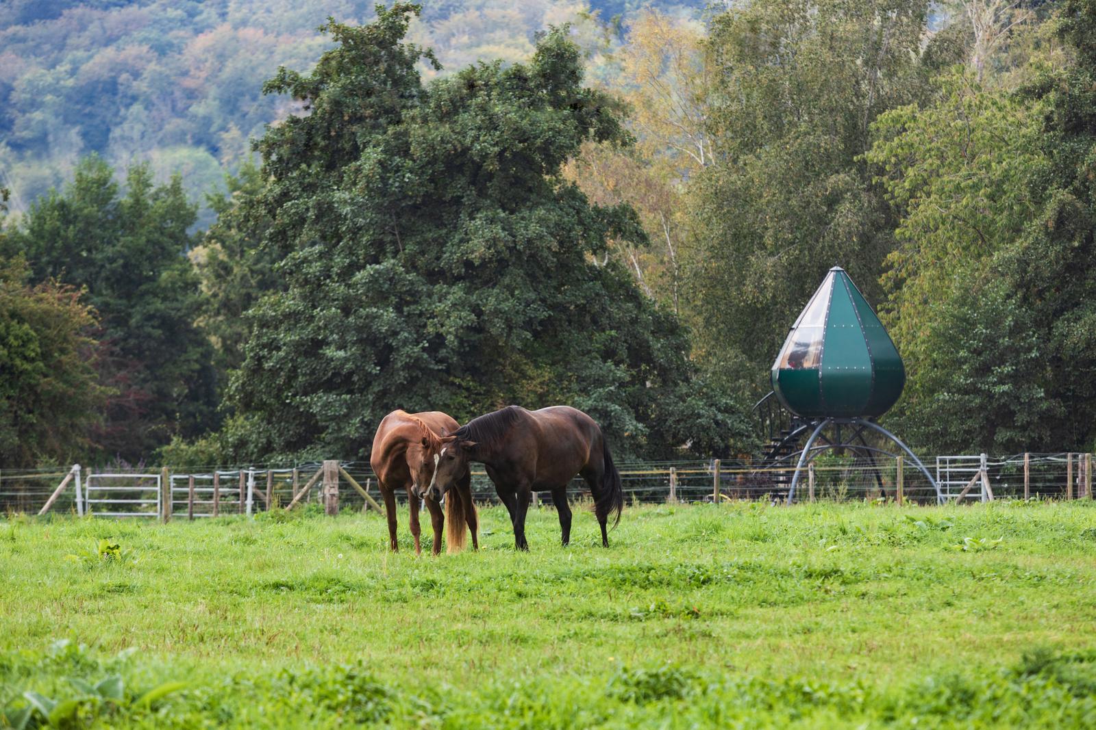 Beauchamps : domaine du Lieu Dieu, chevaux en pâture