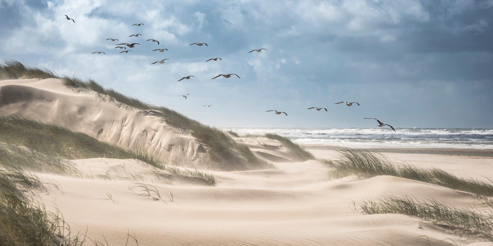 Cote d'Opale : vol de mouettes au-dessus des dunes