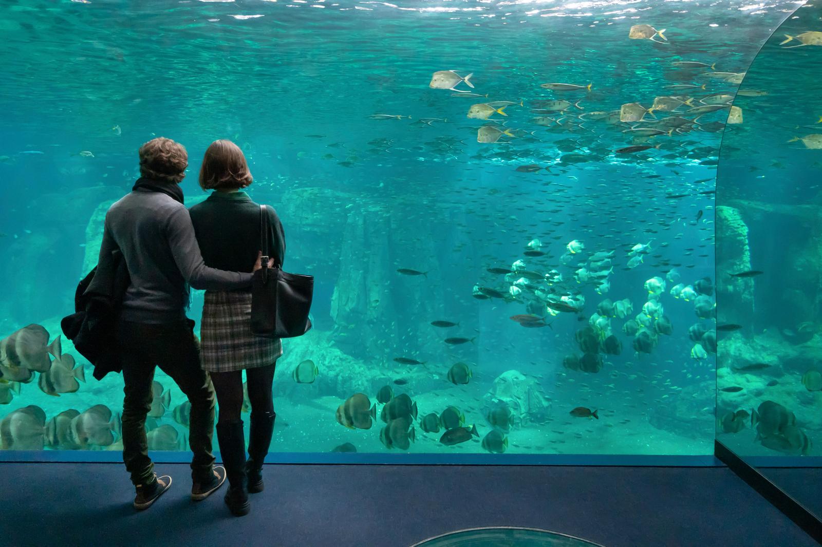 Boulogne-sur-Mer : Nausicaà 26