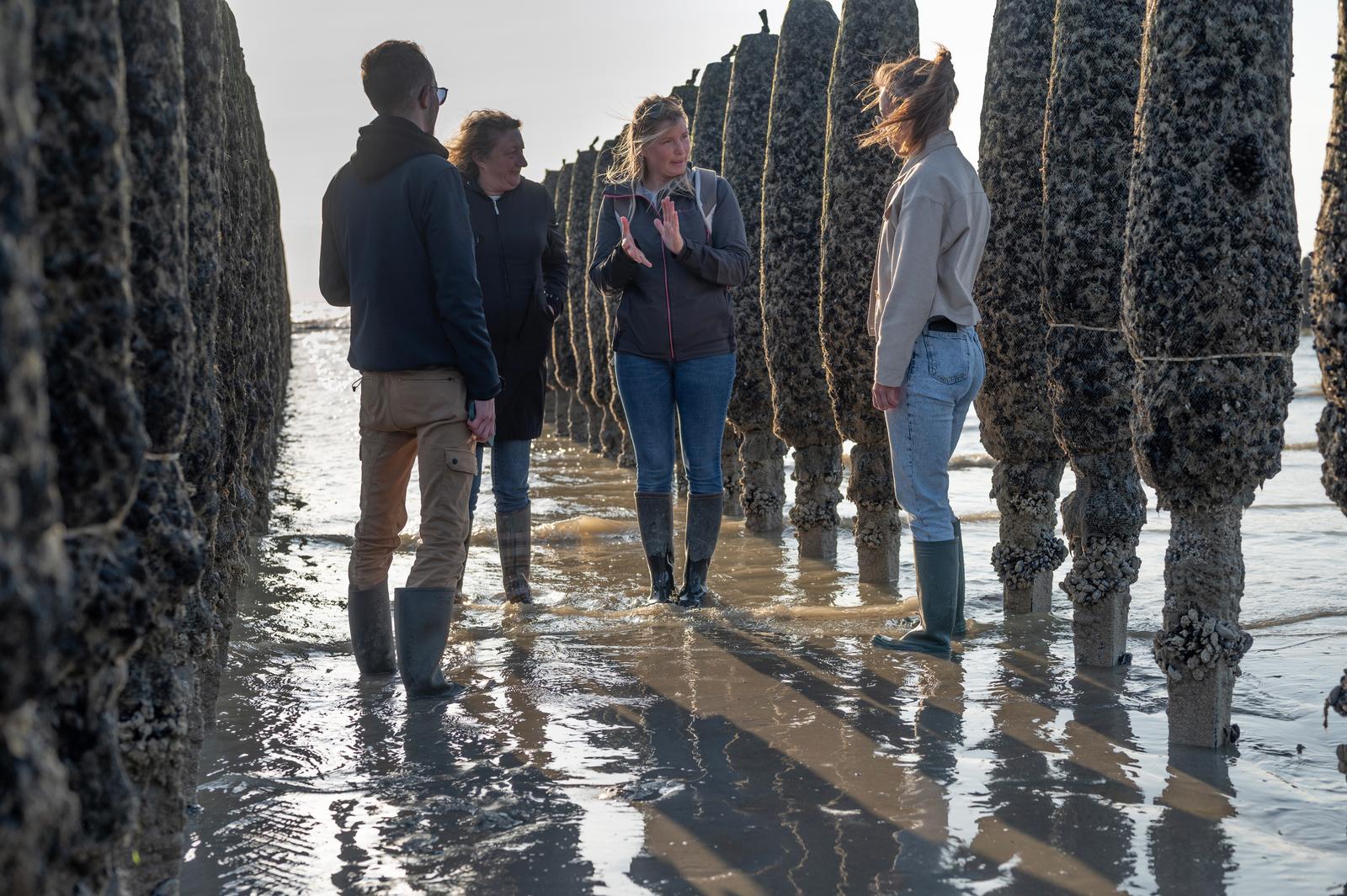 Saint-Quentin-en-Tourmont : visite de moulières