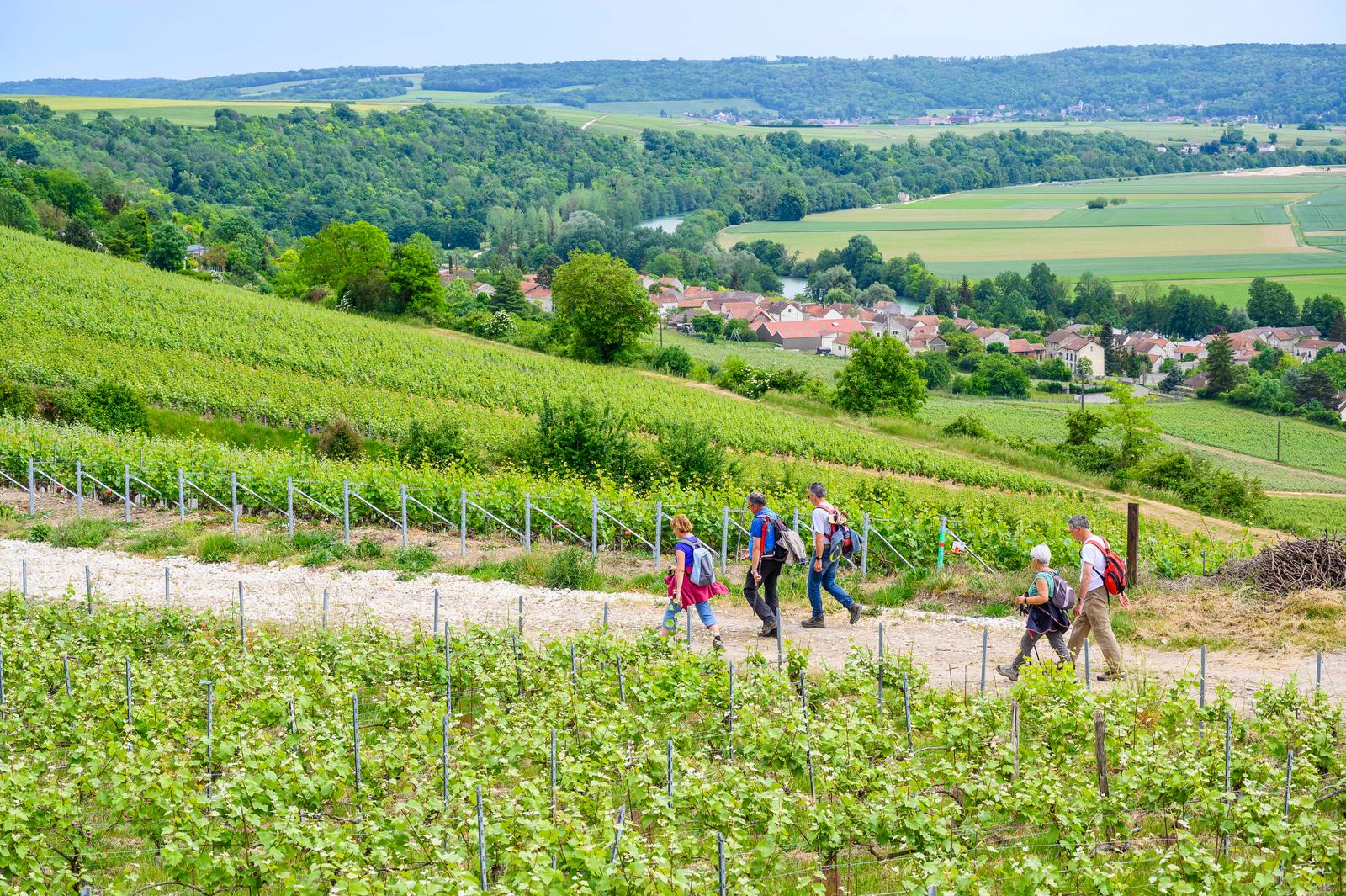 Vallée de la Marne - Randonée dans le vignoble - 04