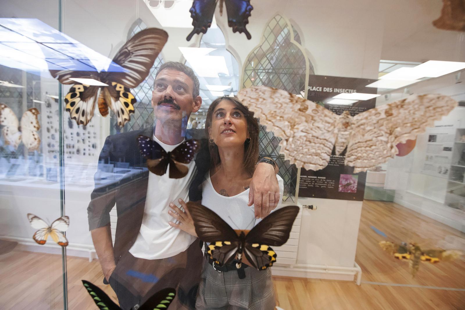 Saint-Quentin : le musée des papillons 13