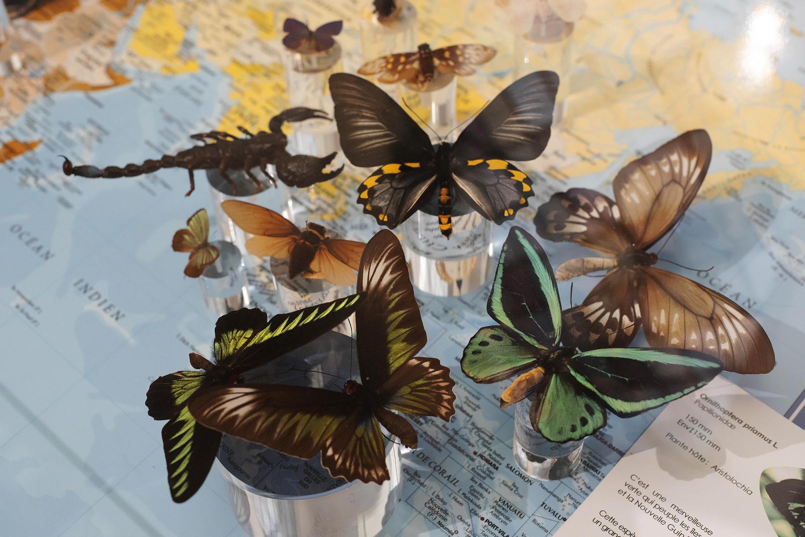 Saint-Quentin : le musée des papillons 14