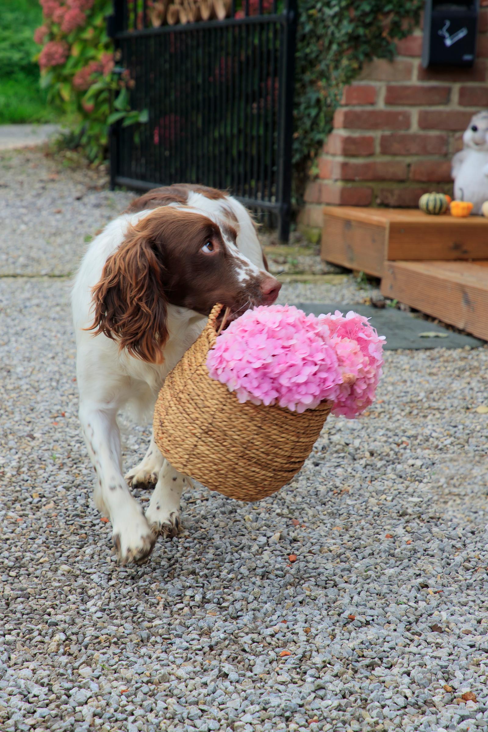 Mentque-Nortbécourt : chambre d'hôtes Happy & Relax, chien portant un panier d'hortensias