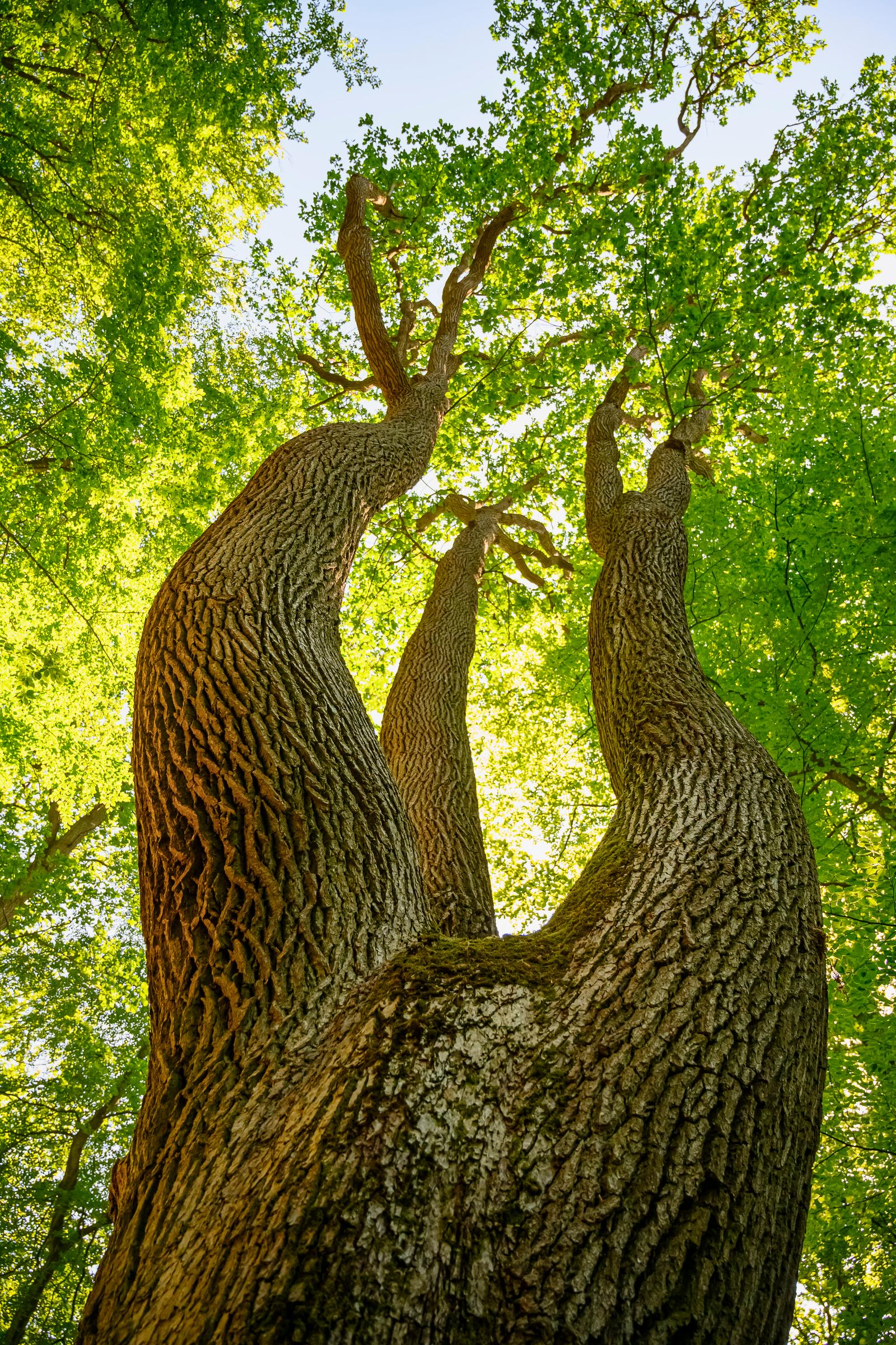 Forêt de Hez-Froidmont - Arbre