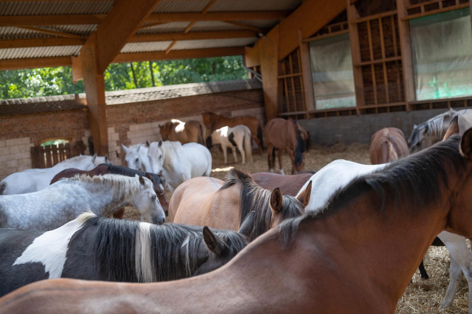Beauchamps : domaine du Lieu Dieu, chevaux