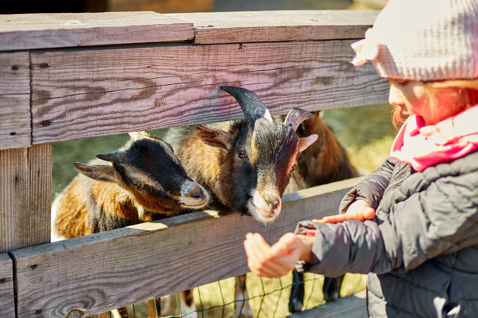 little girl scratches the head of a goat, Animal care farm