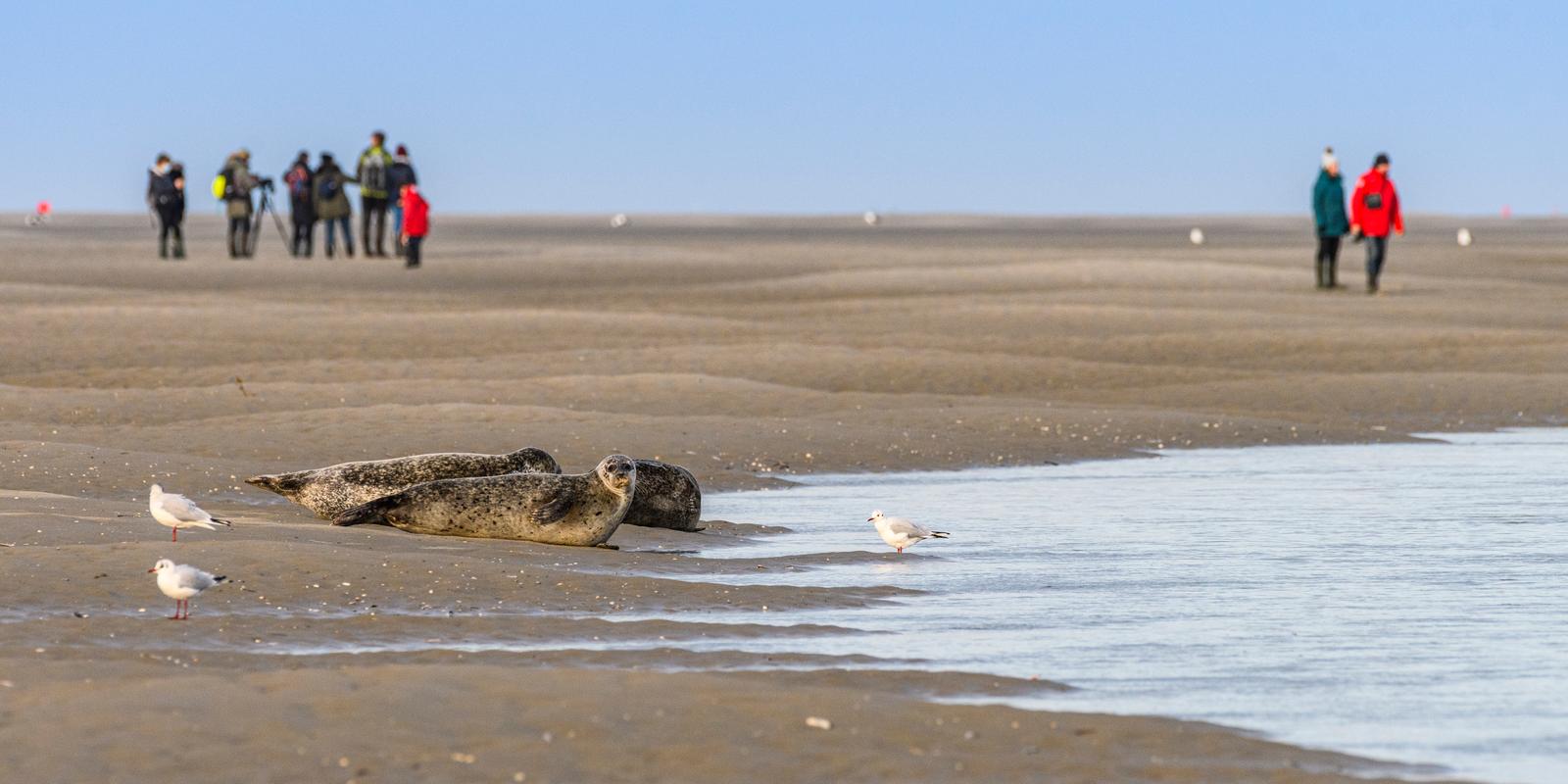 Saint-Valéry-sur-Somme - Observation des phoques