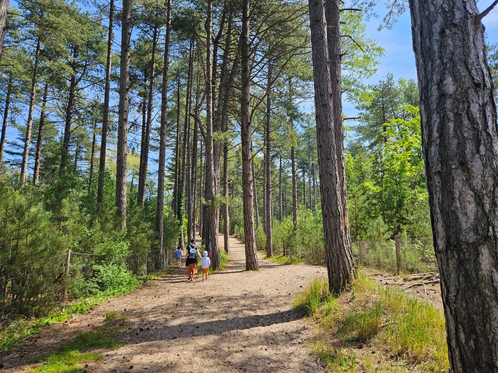 Saint-Quentin-en-Tourmont : sentier d'accès à la mer 07