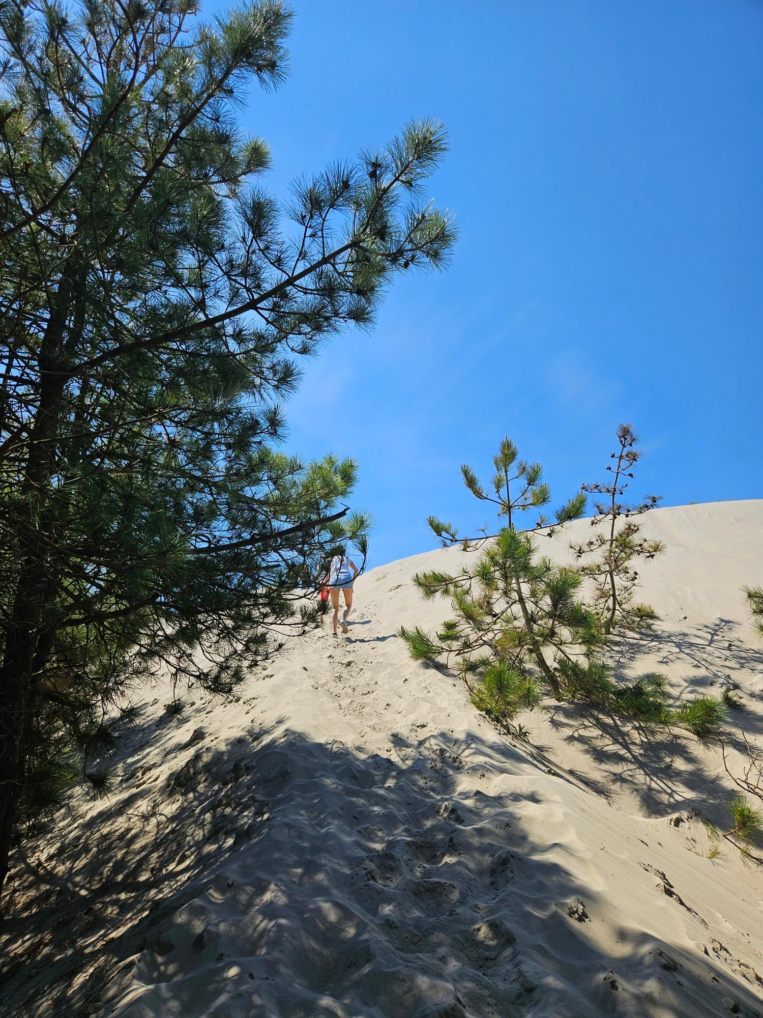 Saint-Quentin-en-Tourmont : sentier d'accès à la mer dans les dunes 06