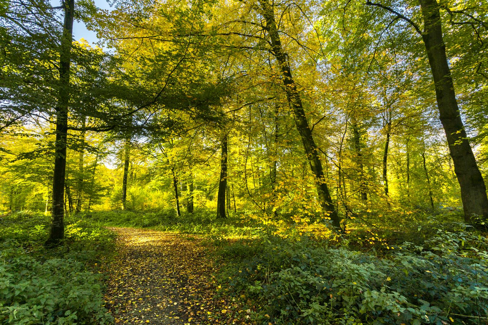 Hesdin-la-Forêt : forêt 02