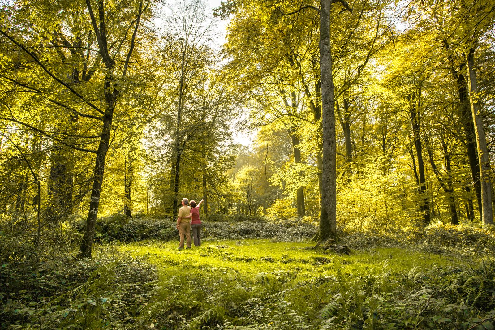 Hesdin-la-Forêt : forêt 03