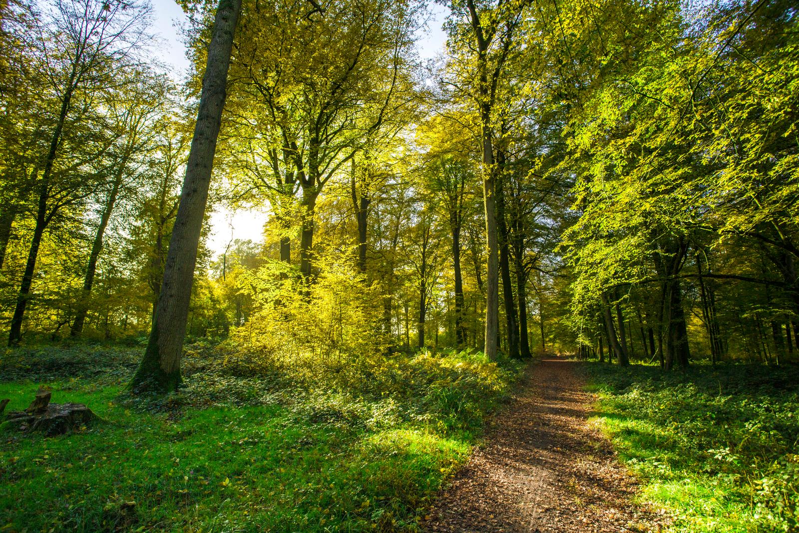 Hesdin-la-Forêt : forêt 04