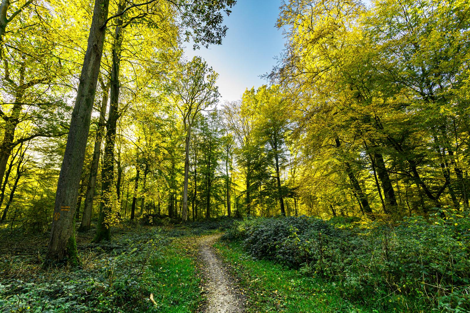 Hesdin-la-Forêt : forêt 01