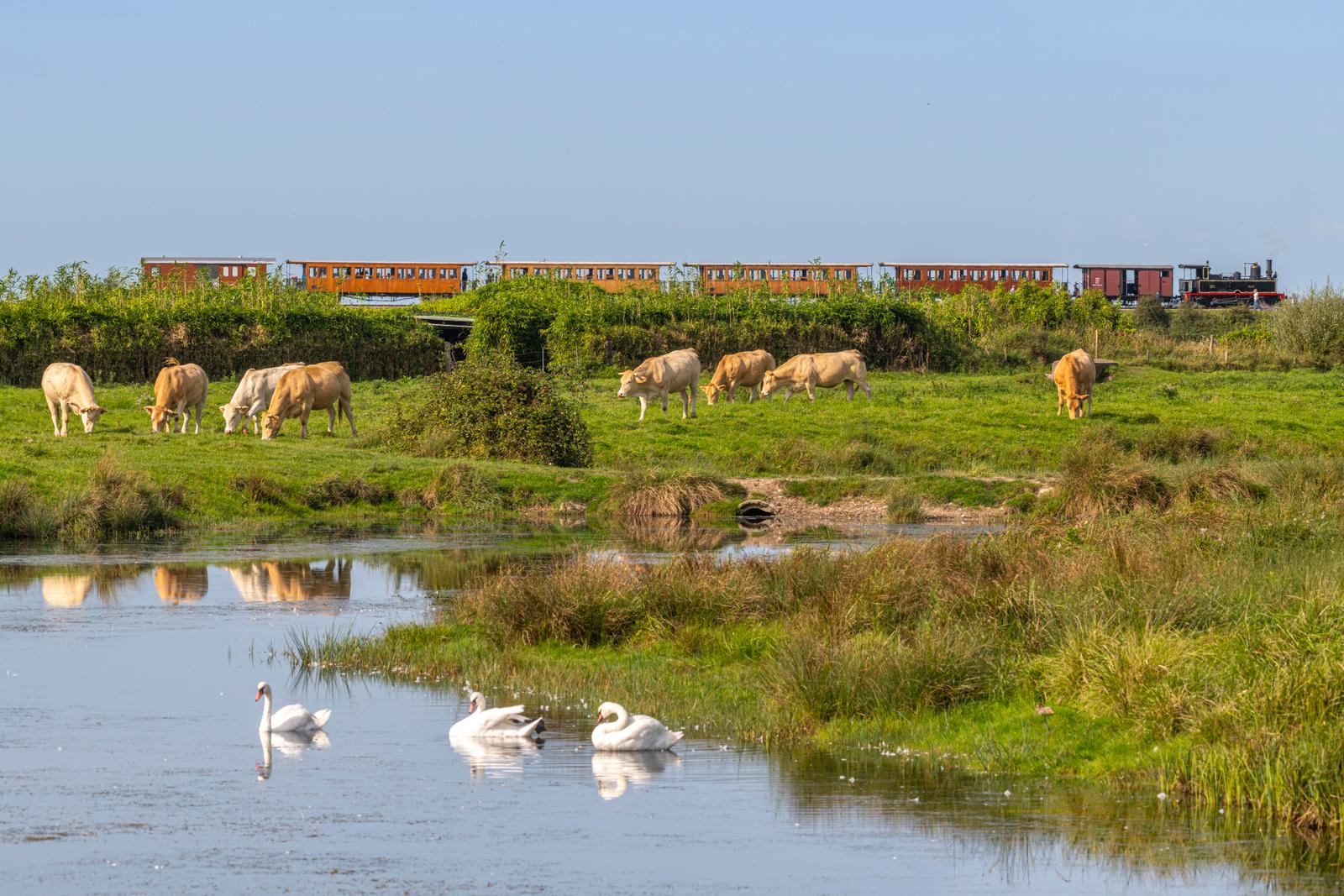 Chemin de fer de la Baie de Somme : train touristique à vapeur 07
