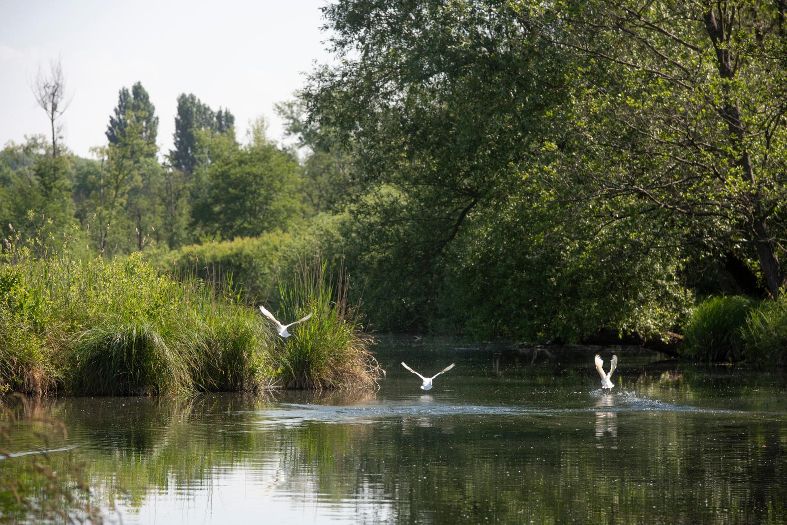 Saint-Quentin : oiseaux sur les Marais d'Isle 01
