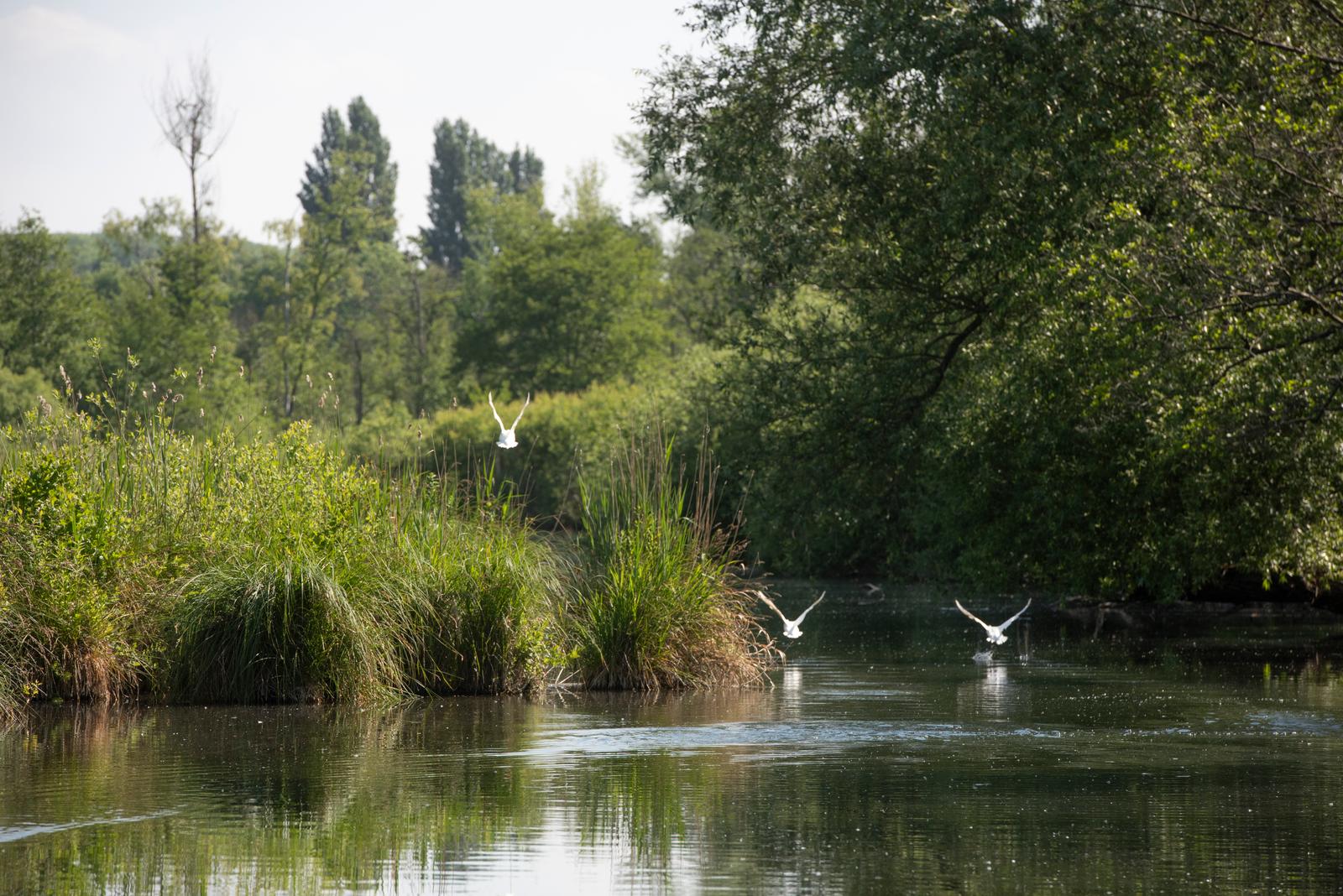 Saint-Quentin : oiseaux sur les Marais d'Isle 02