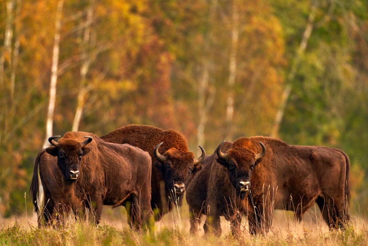 Bisons automne - iStock-1419081245