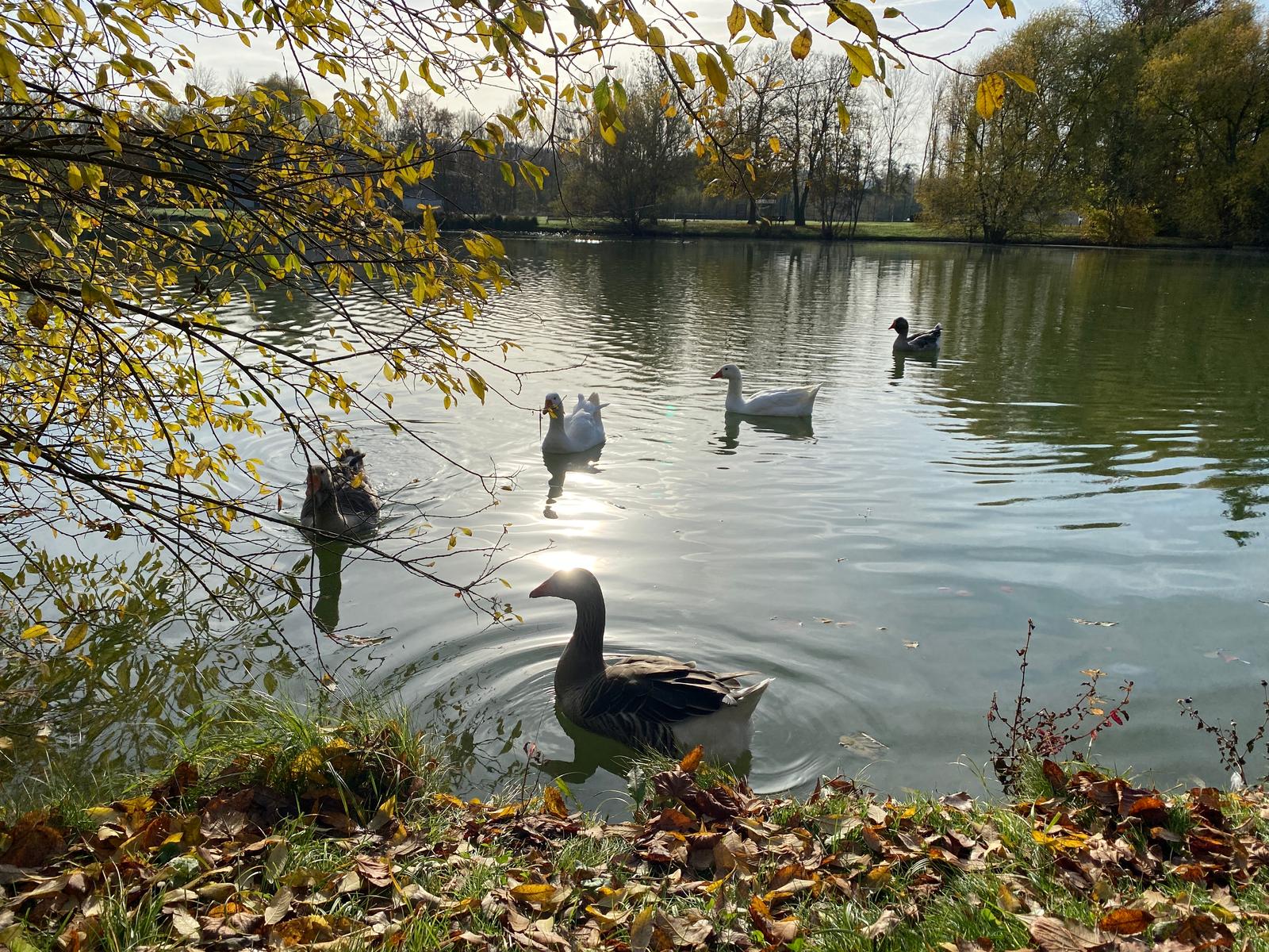 Attichy : camping l'Aigrette  02