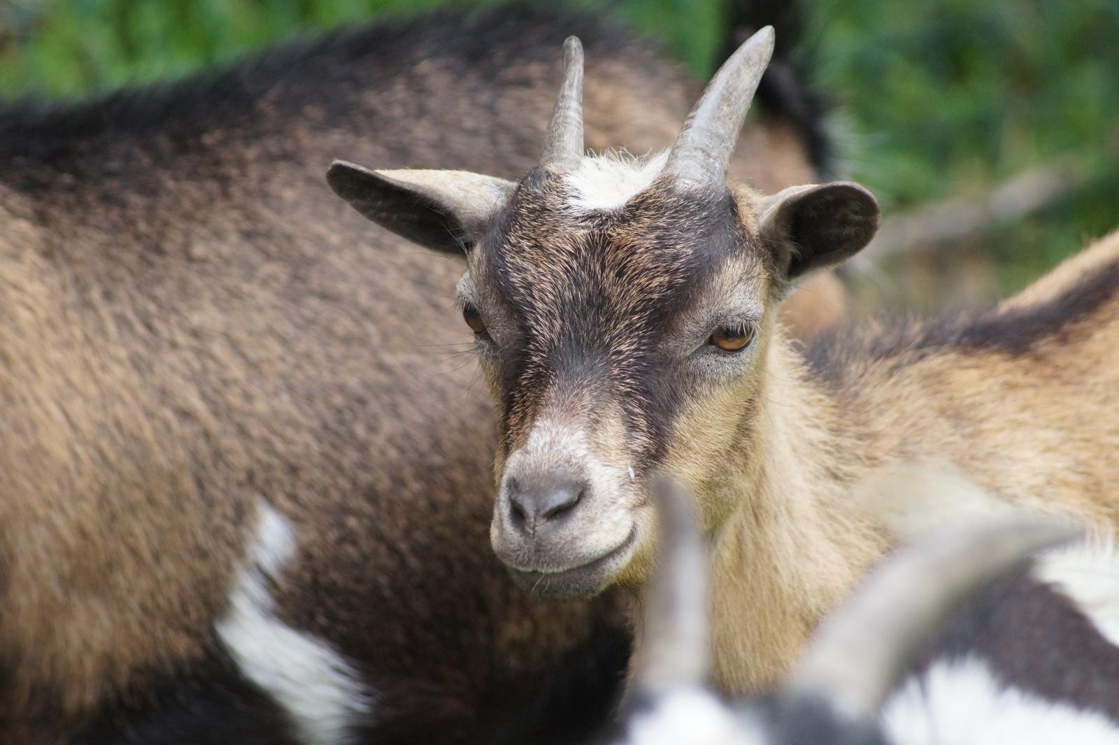 Farbus : animaux de la Ferme du Moulin de bois 03