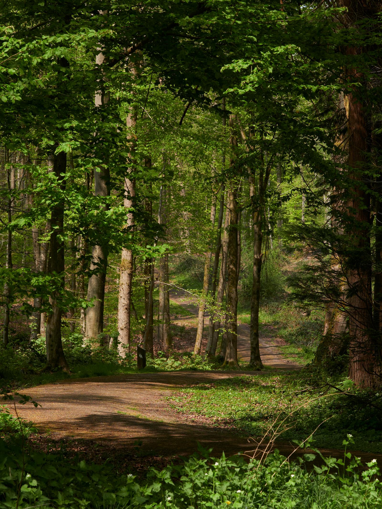 Forêt de Mormal  08