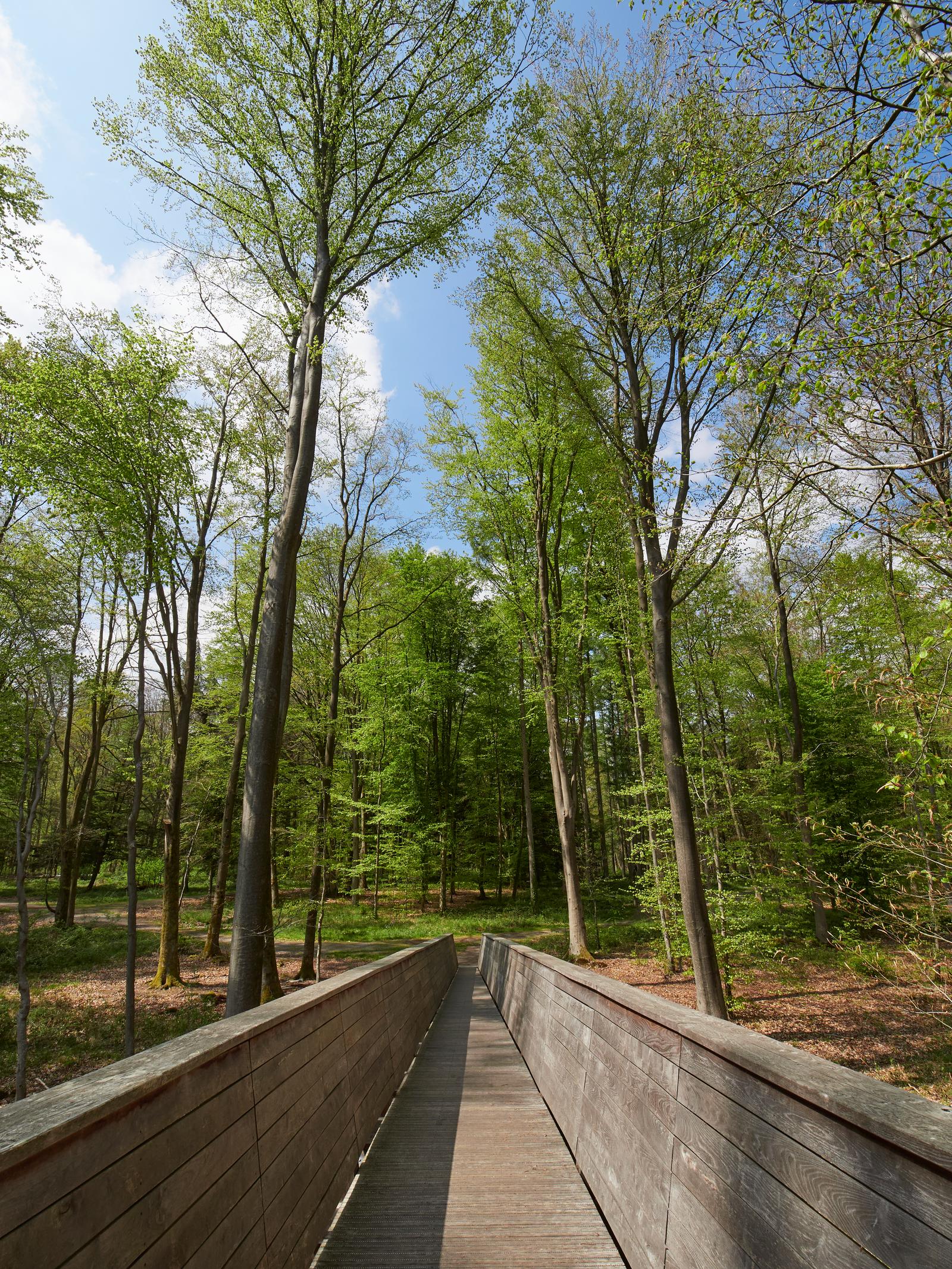 Forêt de Mormal  03