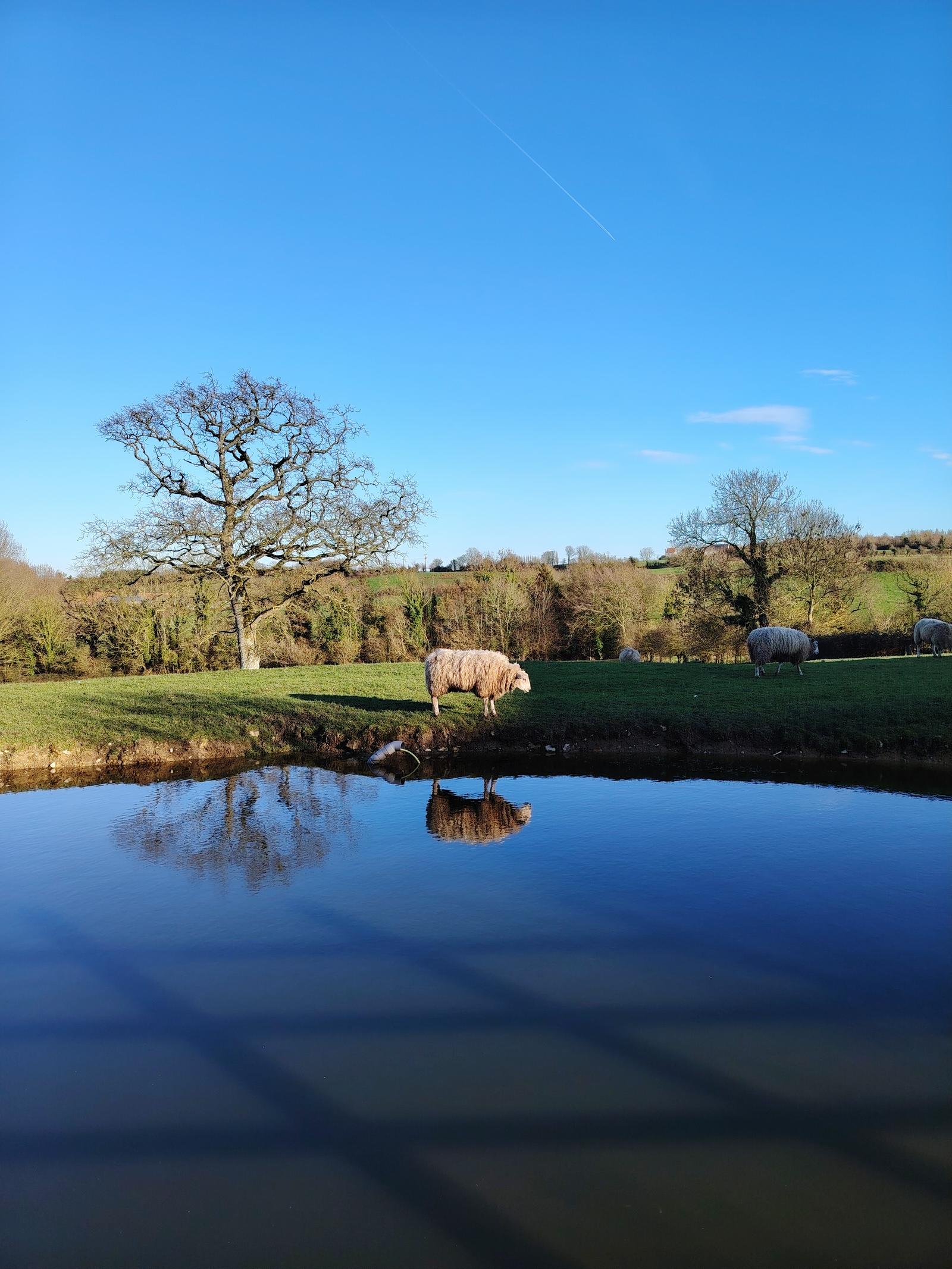 Wierre-Effroy : Ecodomaine le Verin - les animaux du domaine
