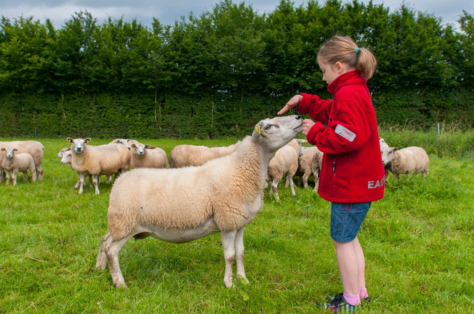 Fillette caressant un mouton