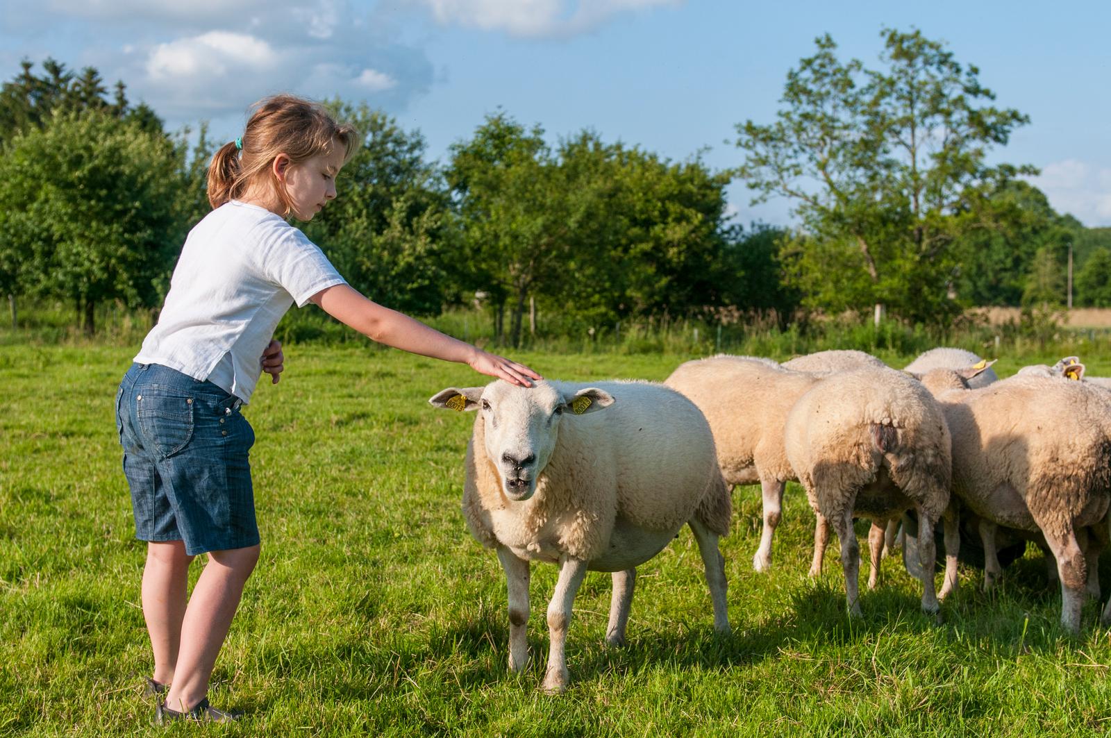 Fillette caressant un mouton