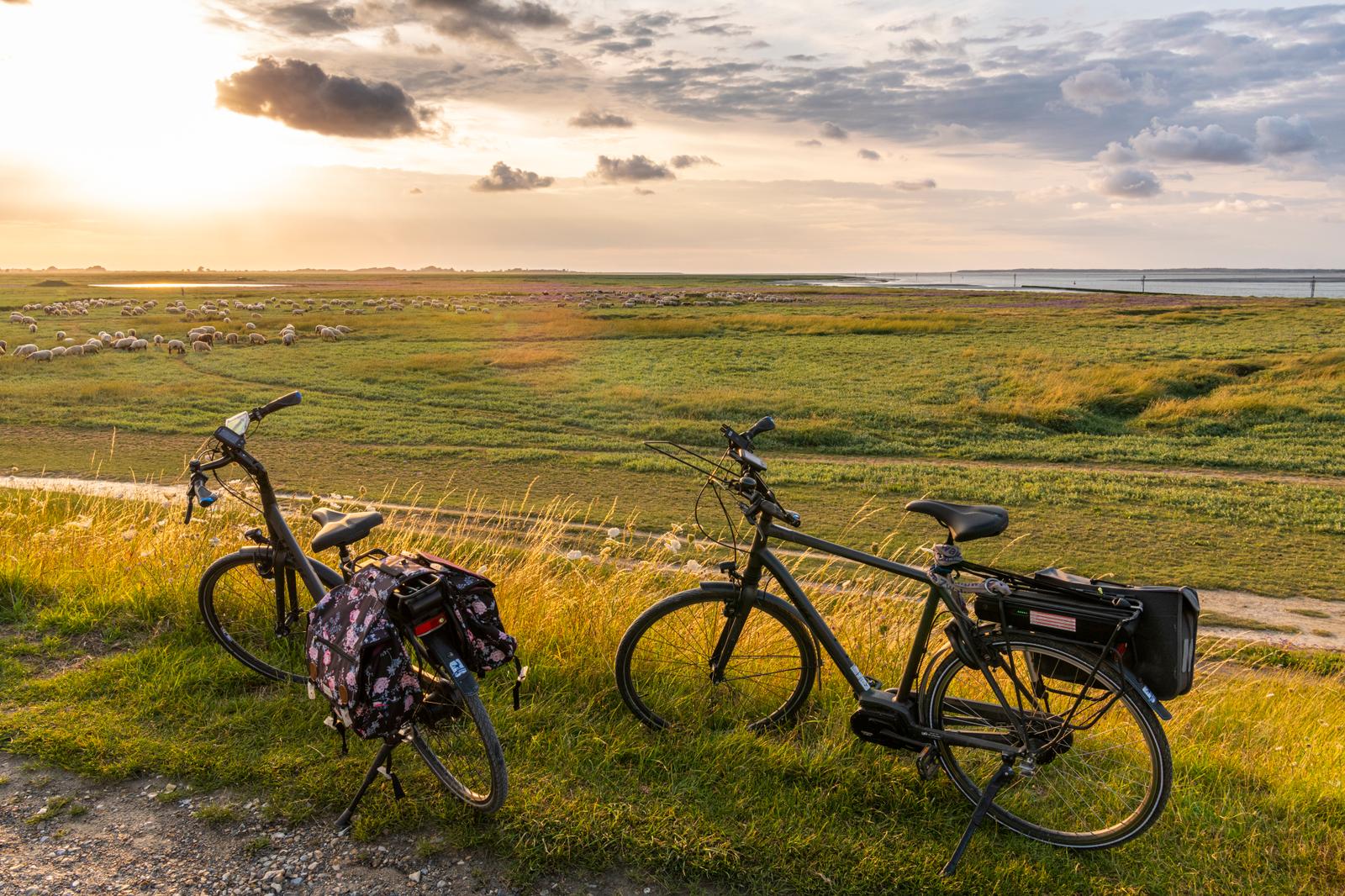 Cap-Hornu : vélos et moutons des prés salés