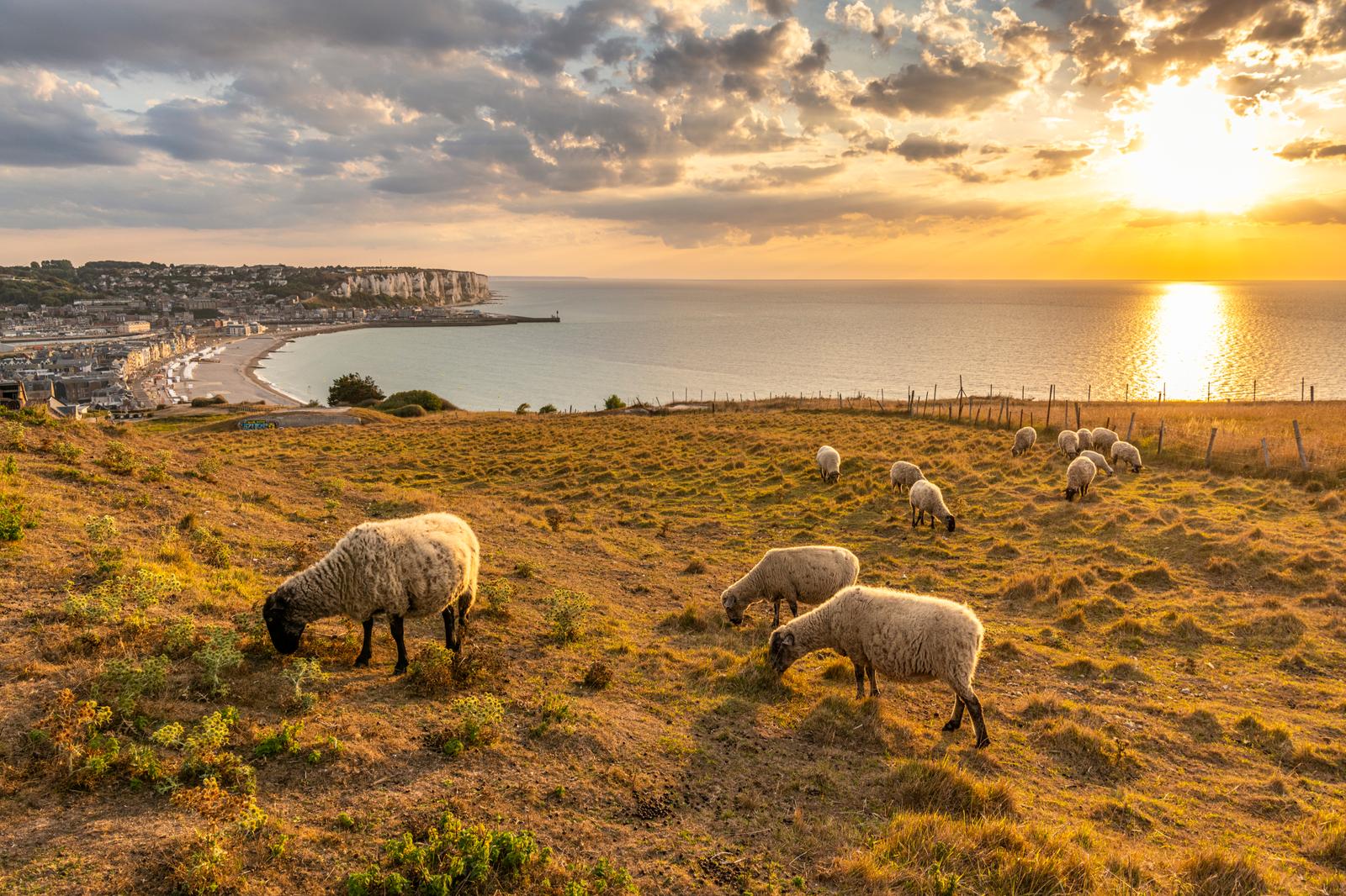 Mers-les-Bains : moutons des prés salés au soleil couchant