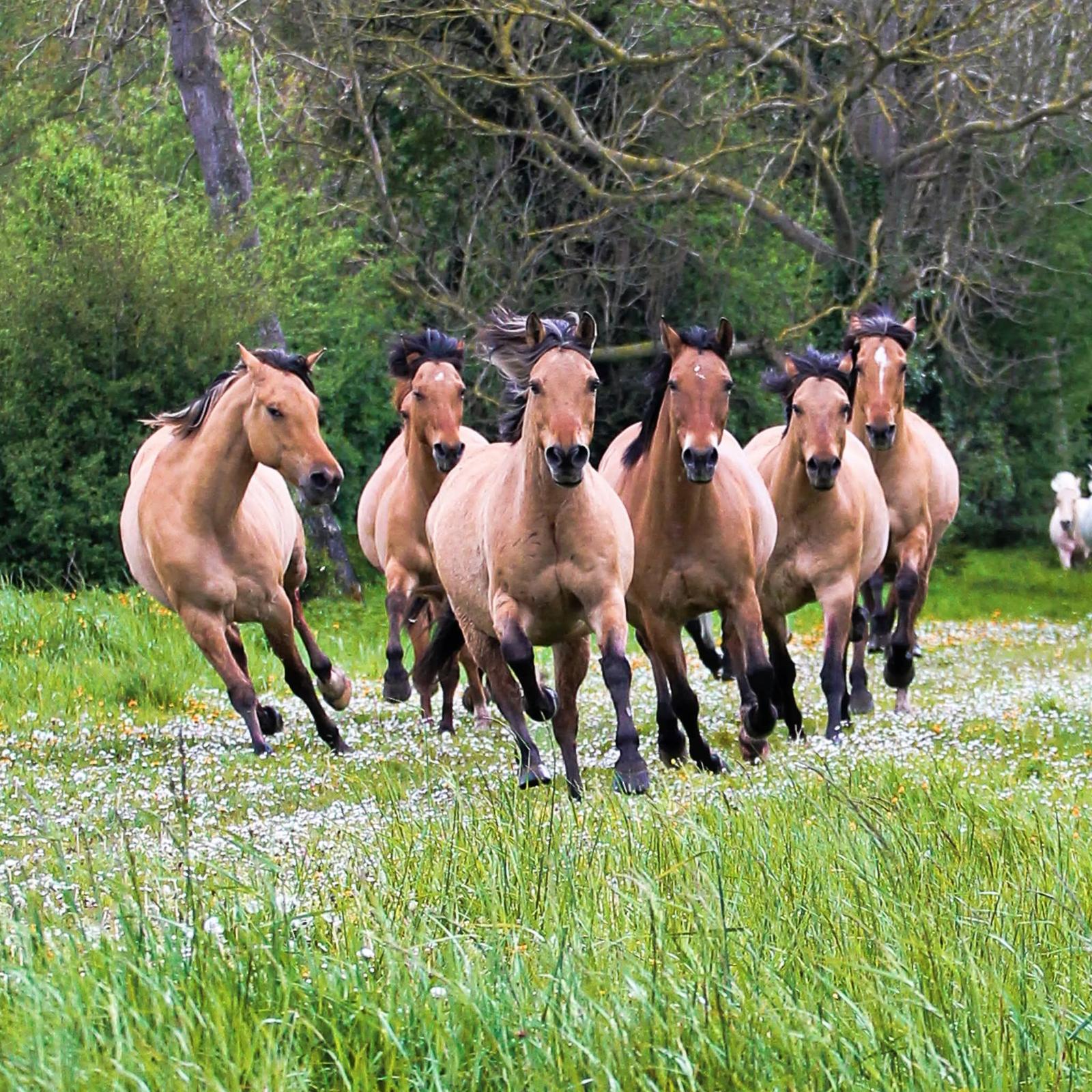 Beauchamps : LieuDieu, lâcher des chevaux