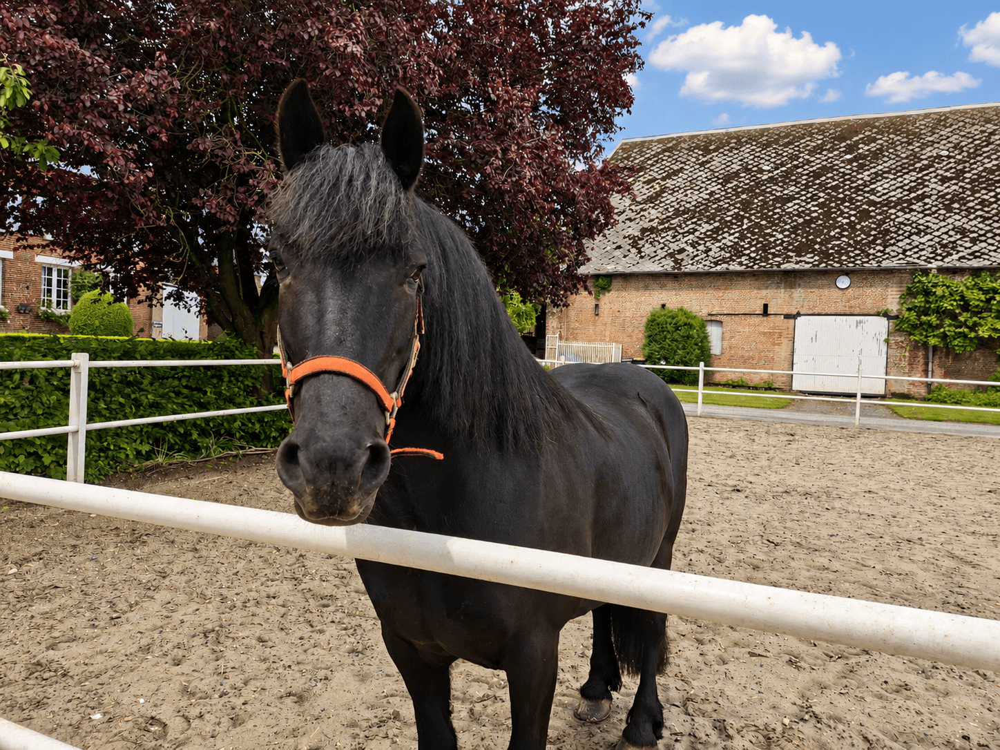 La Neuville-les-Dorengt : Ferme de Ribeaufontaine - Cheval en pension