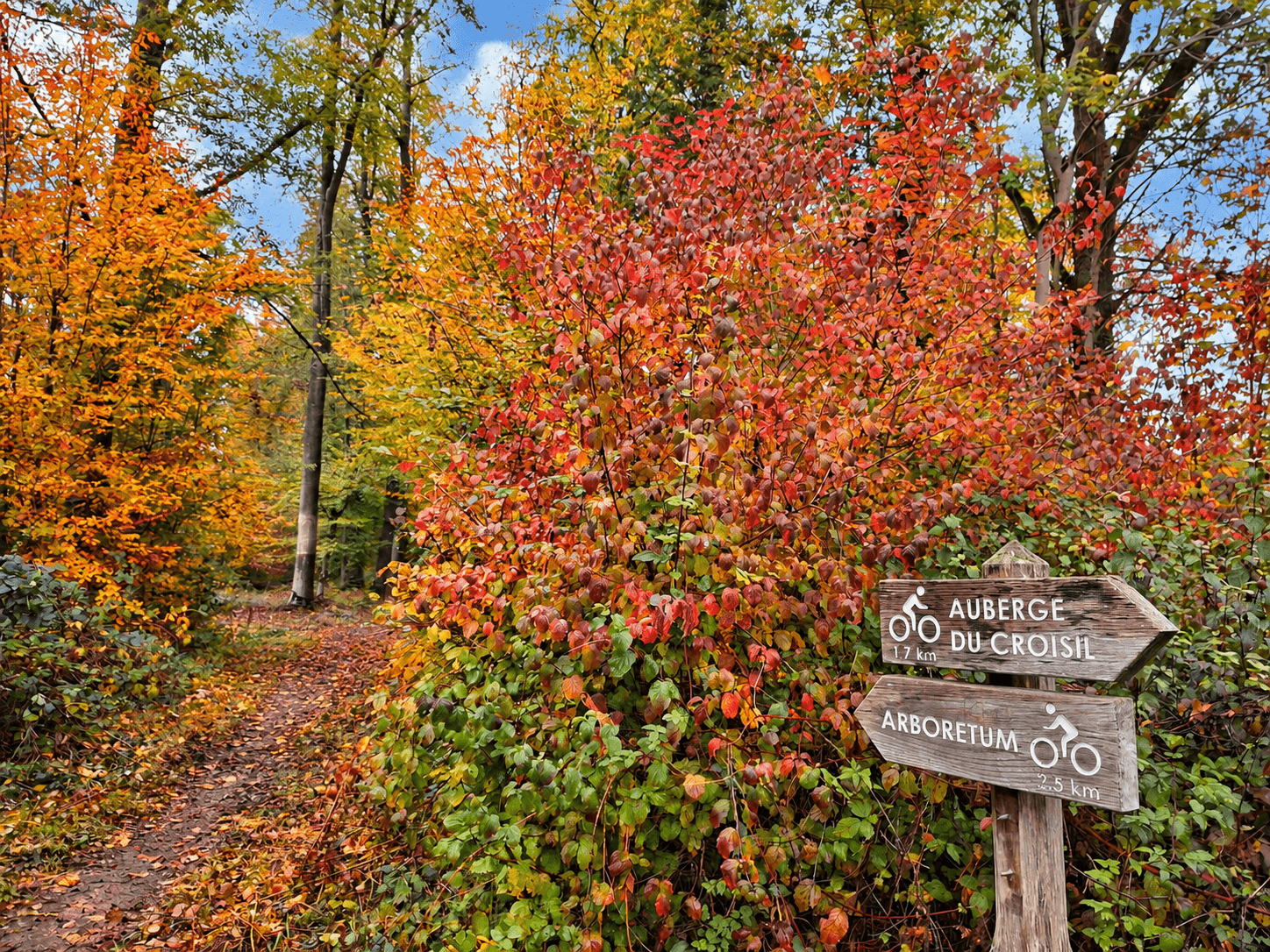 Forêt de Mormal à l'automne 02