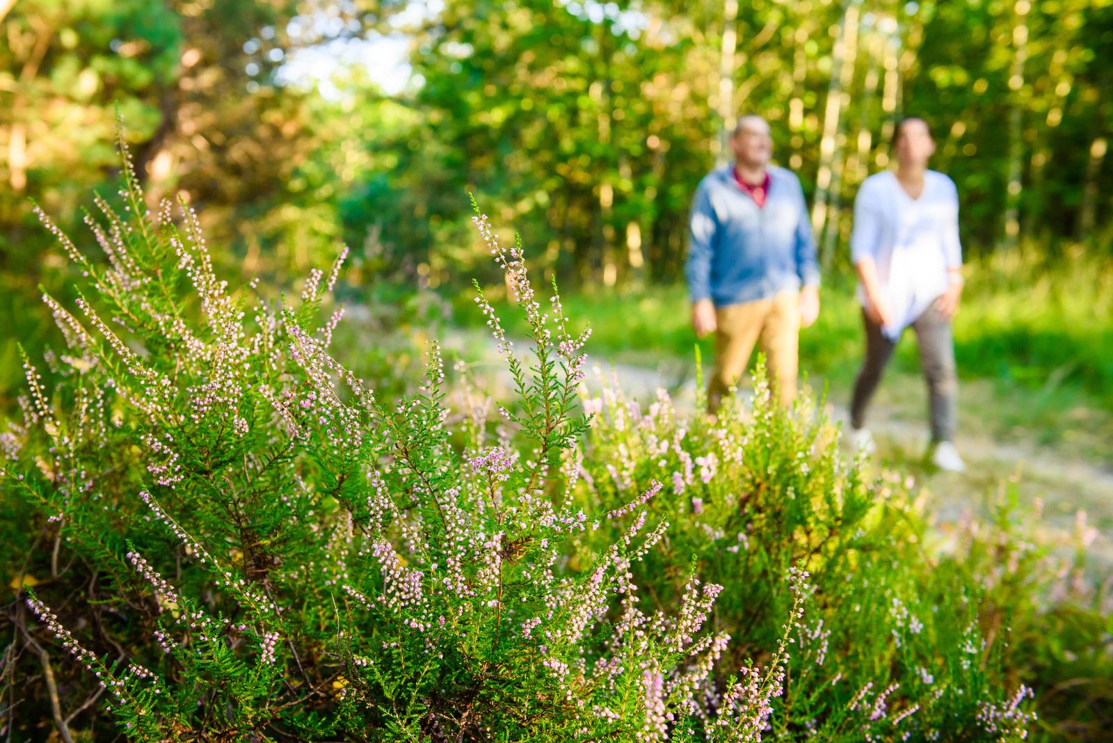 Forêt d'Ermenonville-18