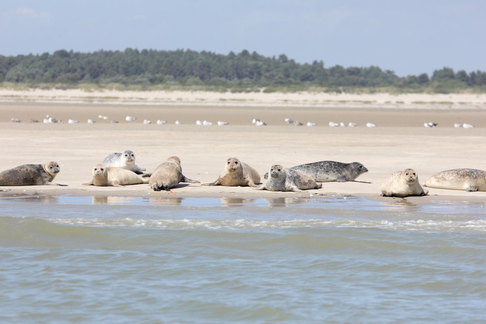 Phoques - Baie de Somme - 5