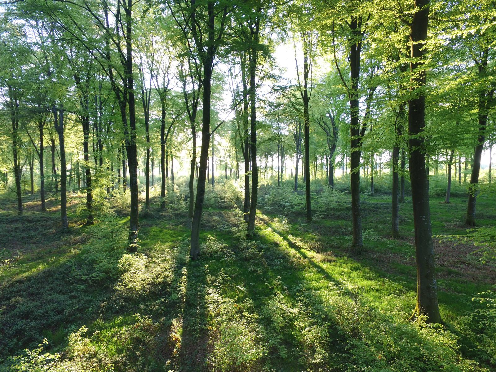 Crécy-en-Ponthieu : forêt 27