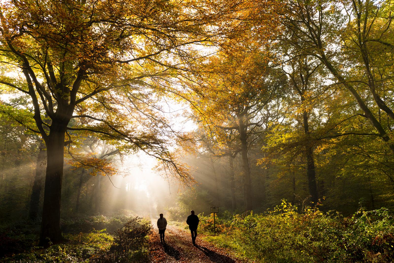 Crécy-en-Ponthieu : forêt 31