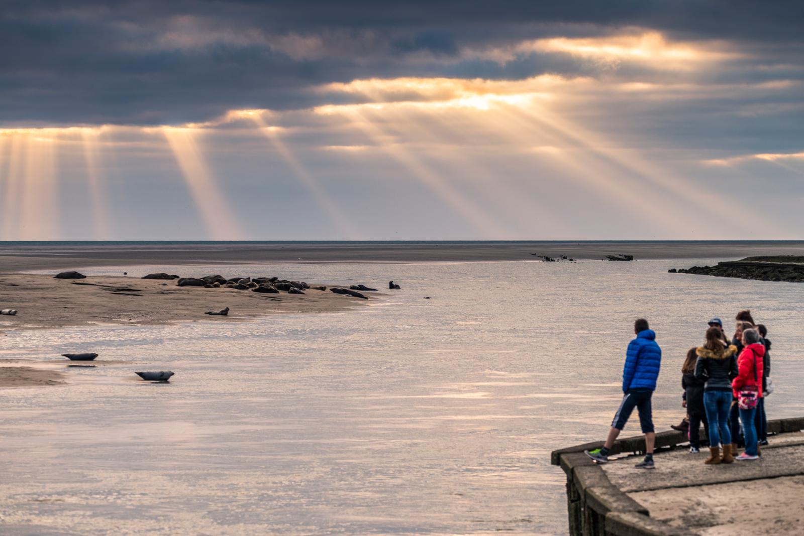 Berck-sur-Mer : observation de phoques en baie d'Authie 01