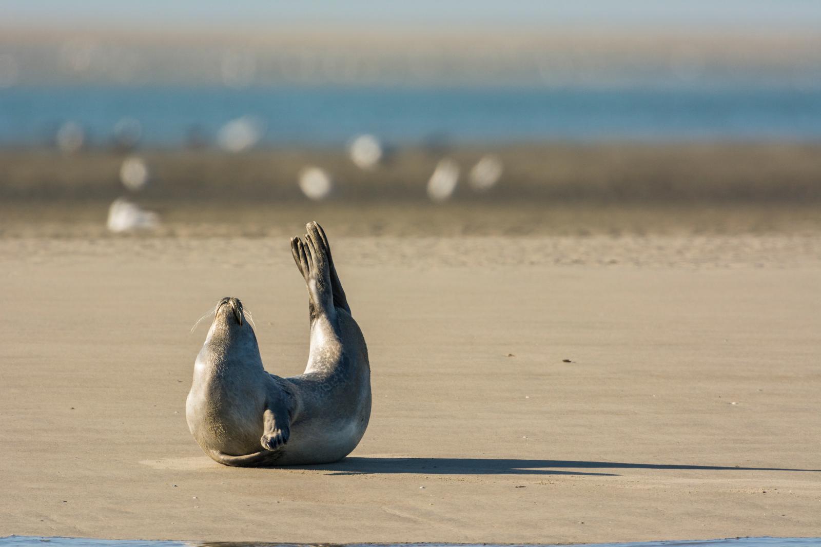 Phoque sur la plage (2)
