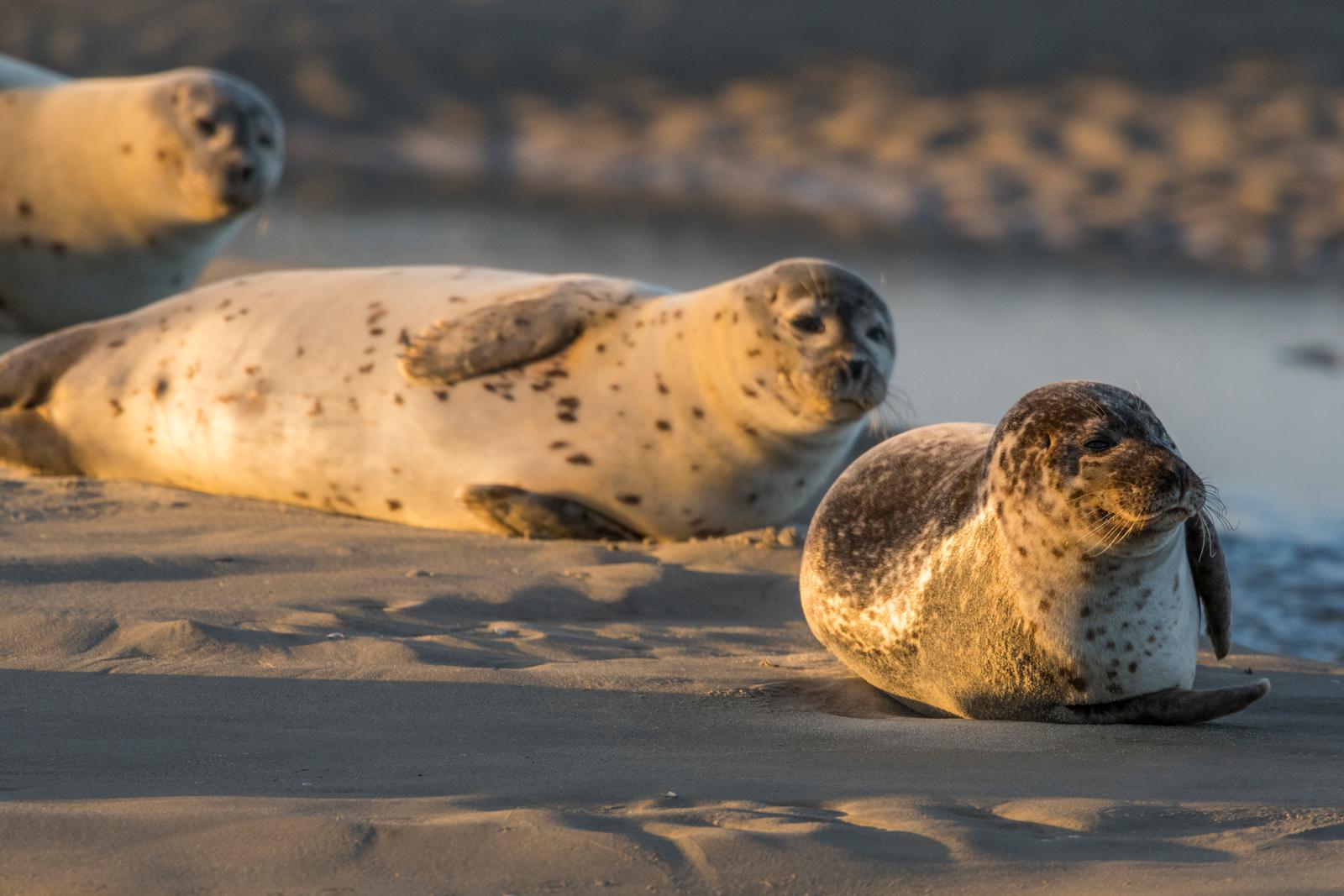 Phoques sur la plage (4)