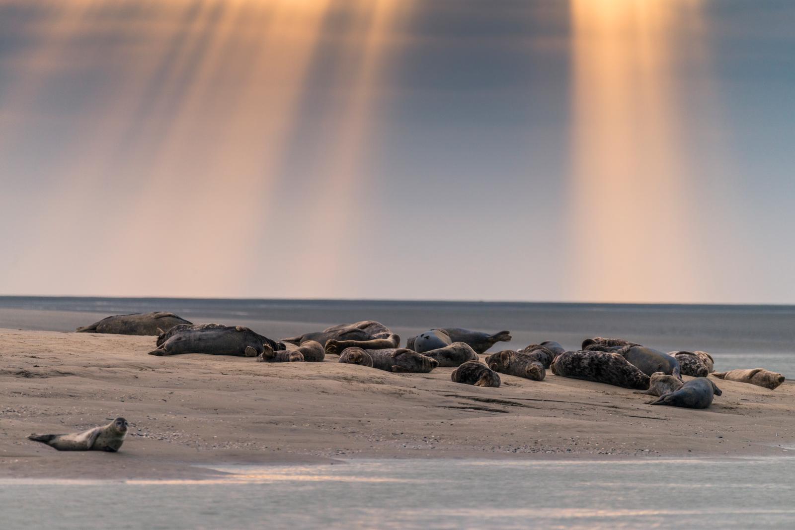Phoques sur la plage (3)