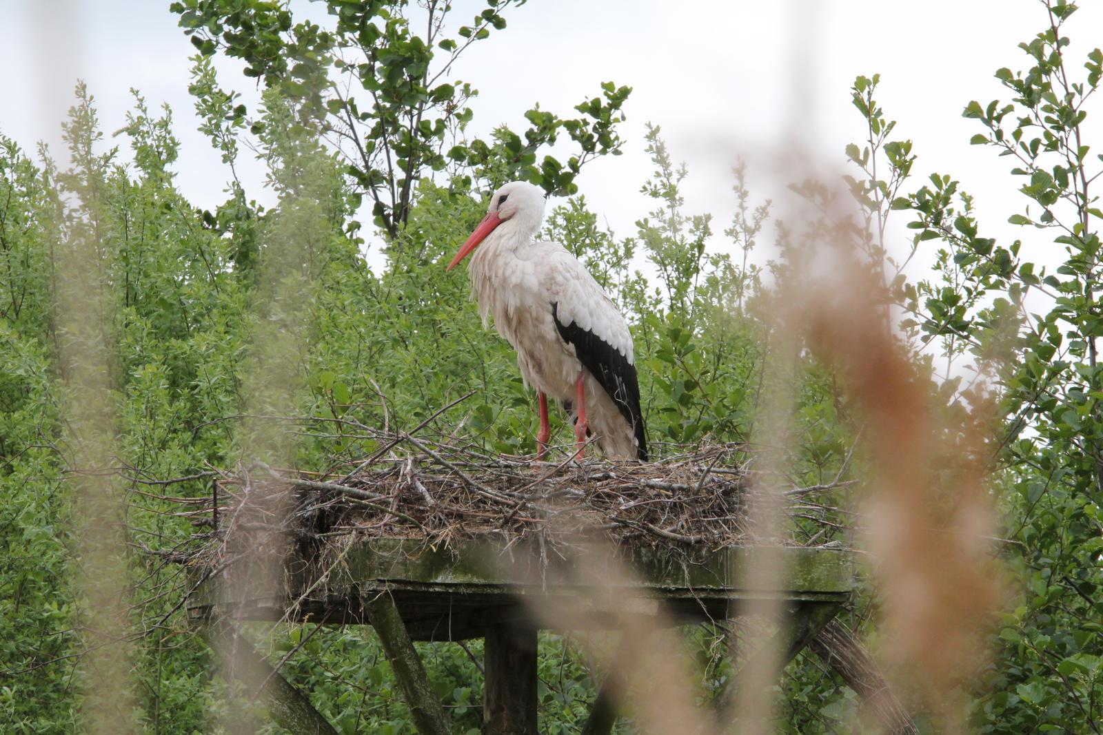 Cigogne dans son nid 1
