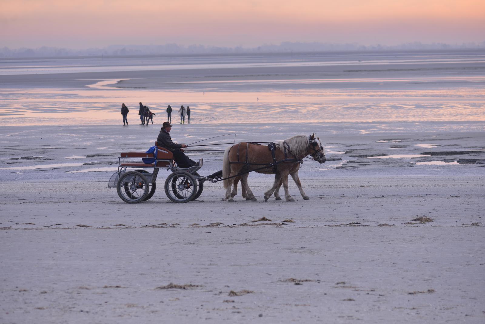 Le Crotoy : attelage de chevaux sur la plage au crépuscule