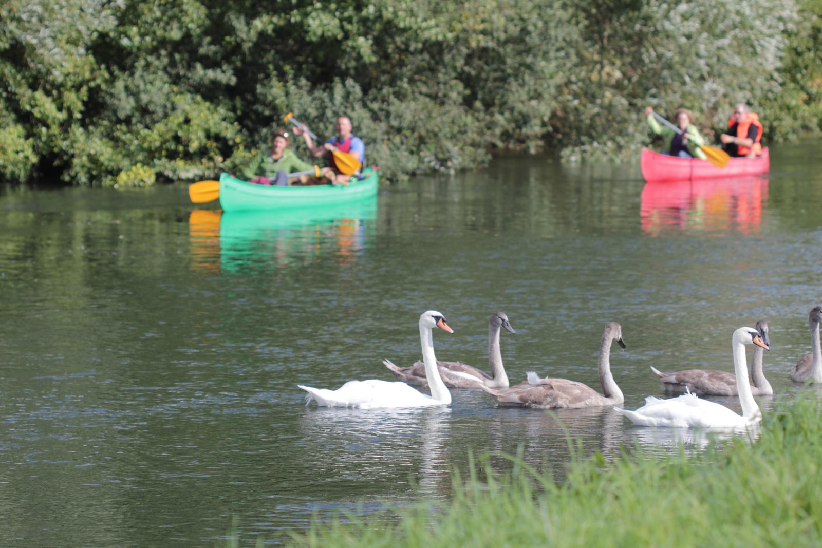 Canoë sur la Somme 10
