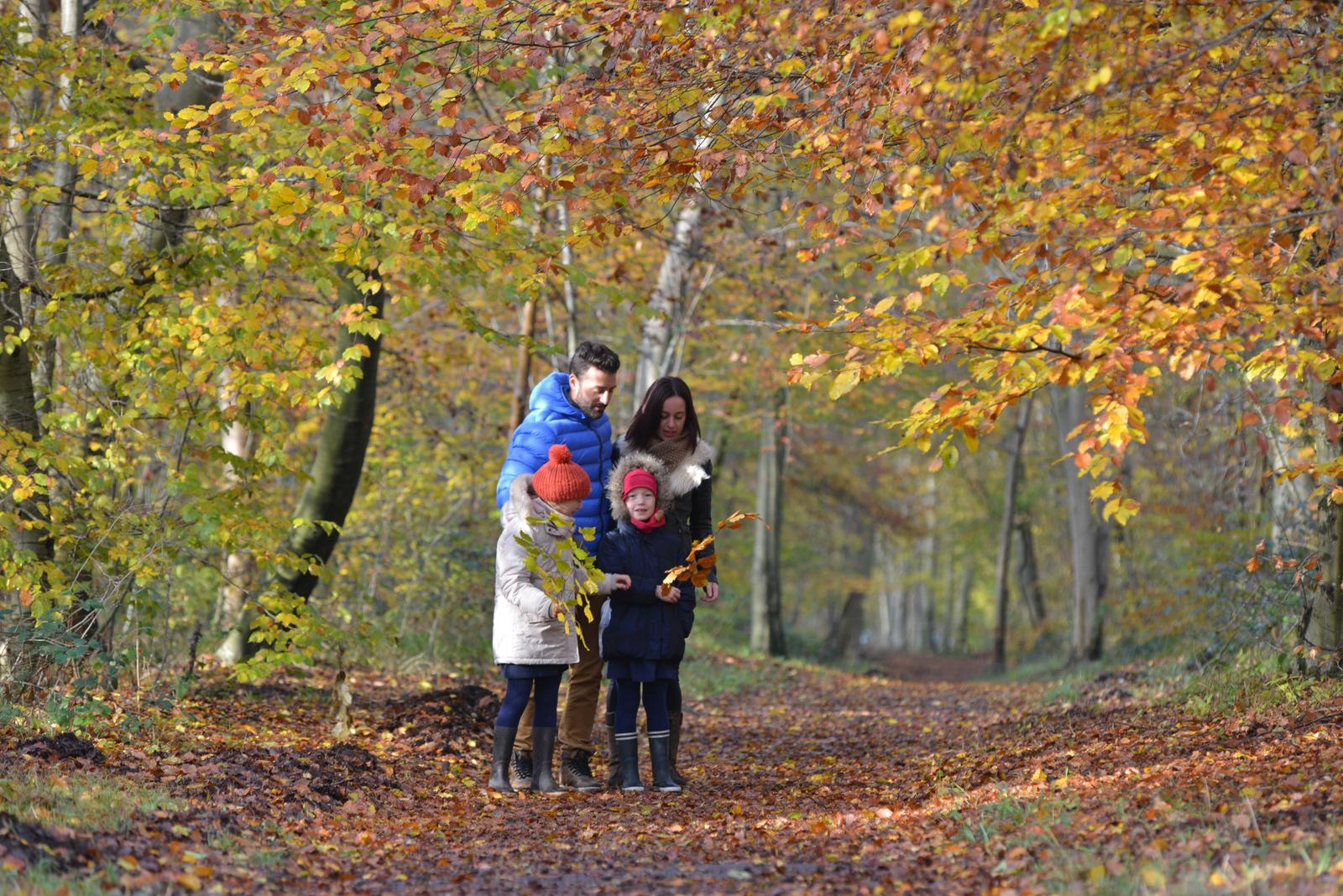 forêt de Compiègne automne