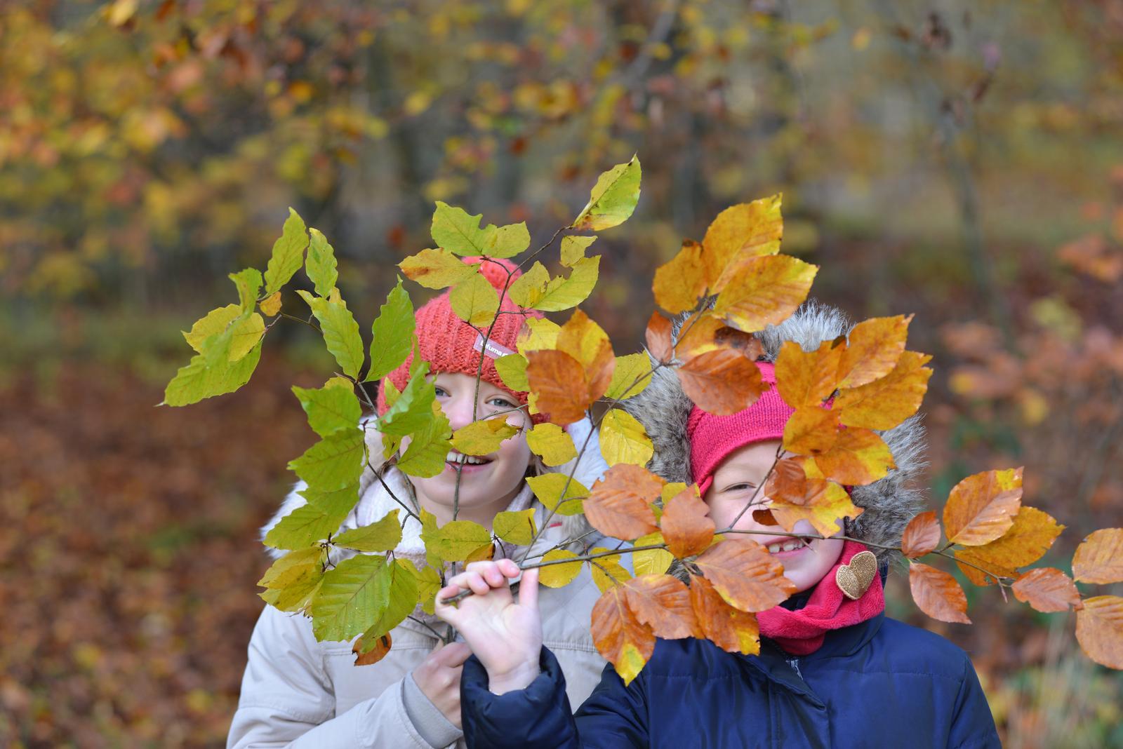 forêt de Compiègne automne