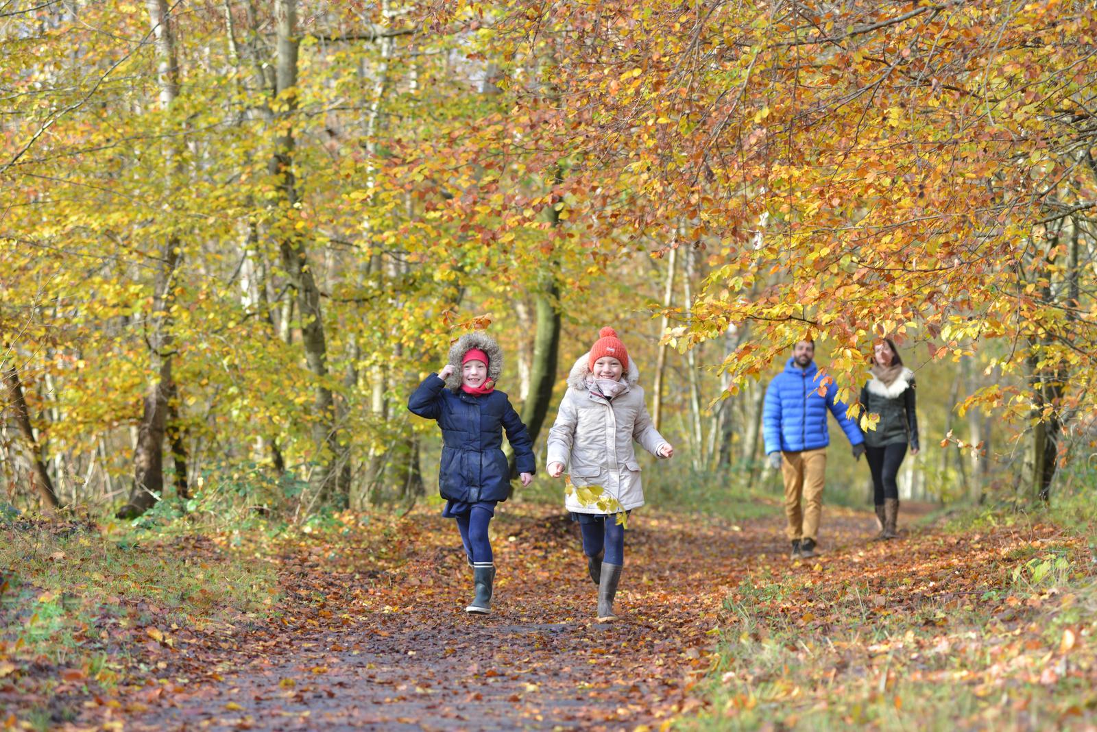 forêt de Compiègne automne