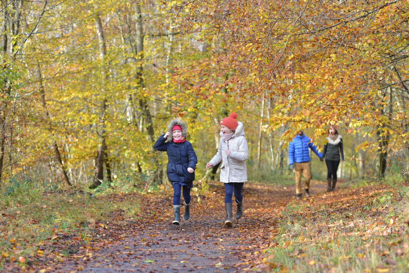 forêt de Compiègne automne